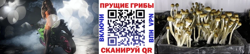 Галлюциногенные грибы прущие грибы  где купить   mega сайт  Вологда 